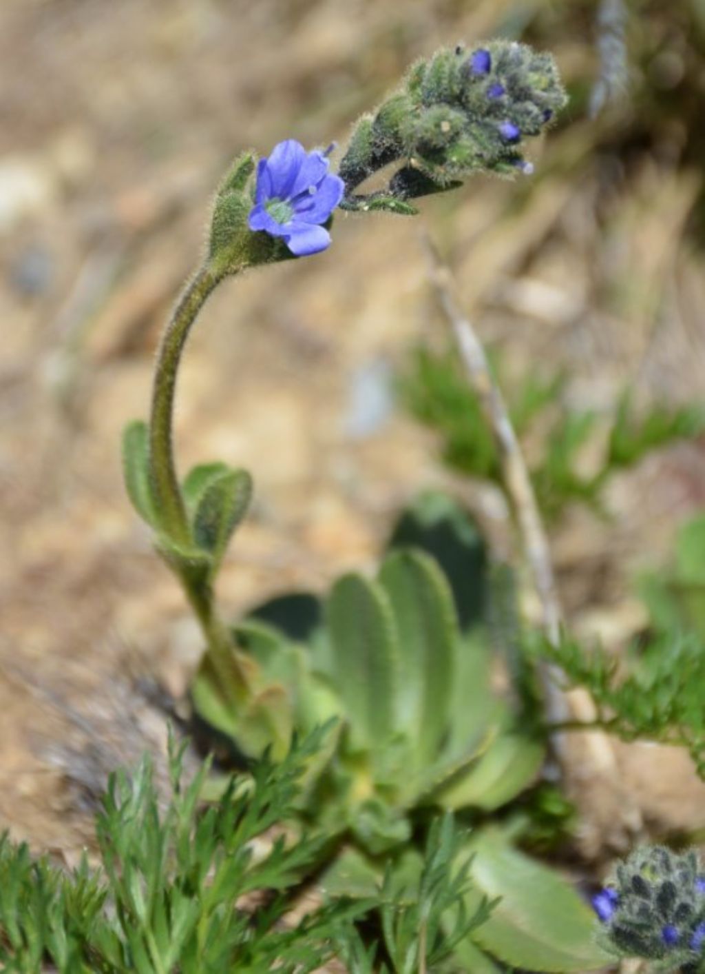 Veronica bellidioides